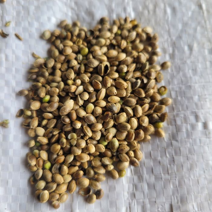 Konopie paszowe 20kg zbiór 2025