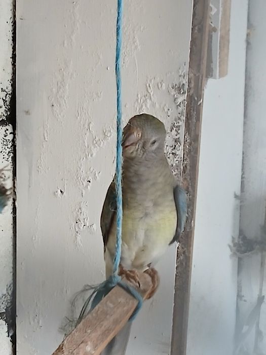 Fêmea de 2024 para venda red rumped