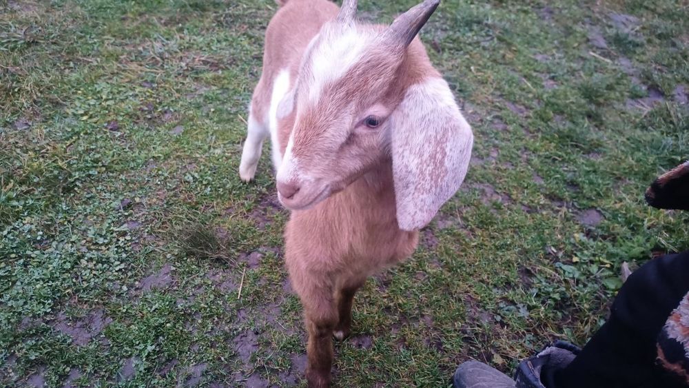 Продам козлика нубієць