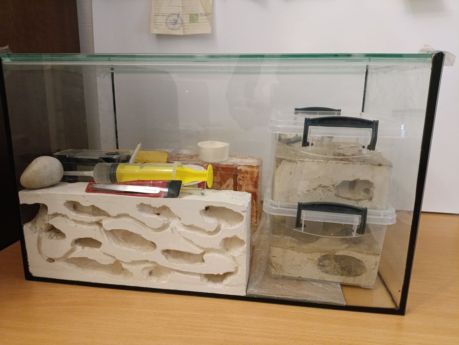 Формикарий аквариум стекляный + 2 колонии муравьев