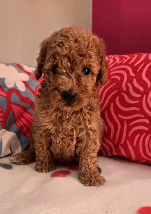 Piesek mini goldendoodle