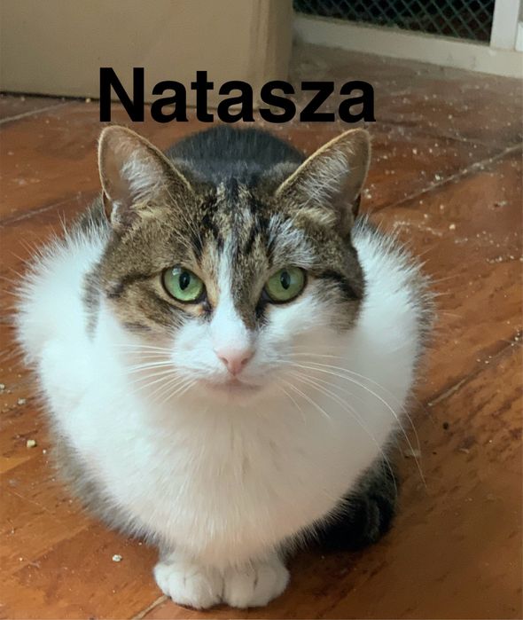 Nieśmiała Natasza szuka spokojnego domu