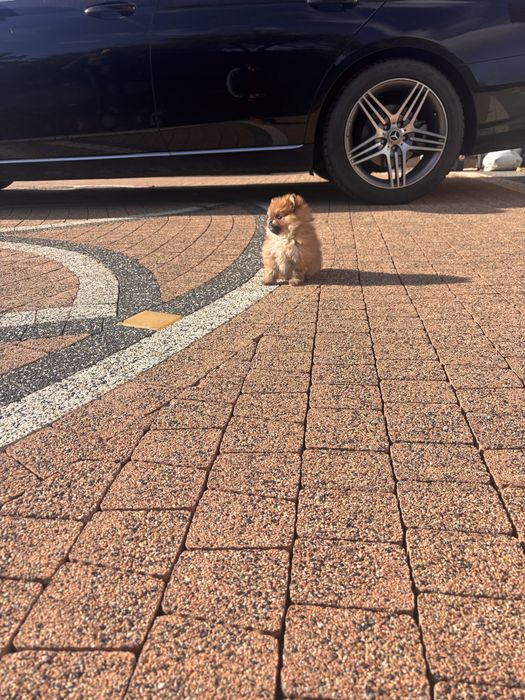 Pomeranian- szpic miniaturowy