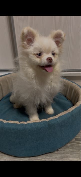 Два хлопчика від різних мамочек.