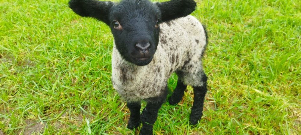 Ovelha sulfok com 2 anhos