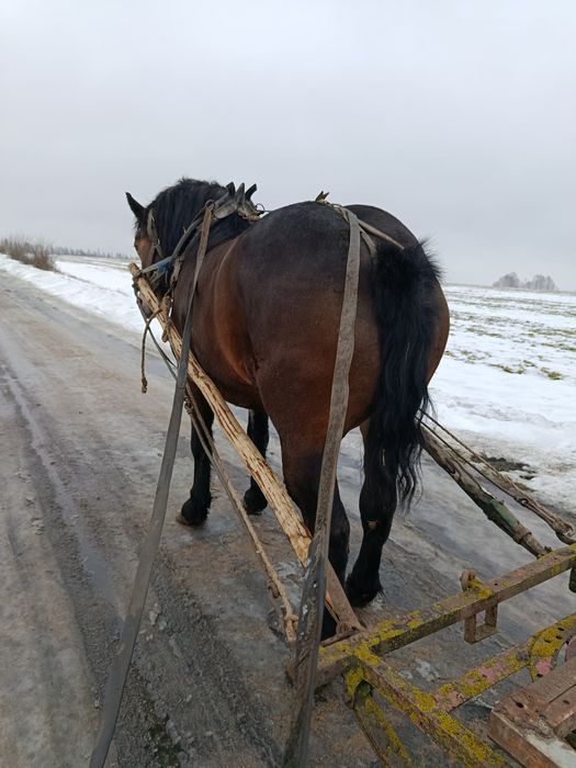 Sprzedam klacz źrebną