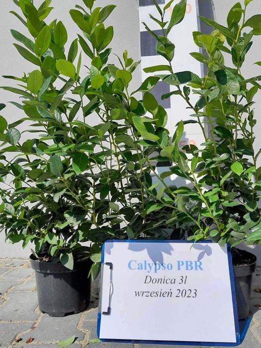 7. Borówka amerykańska CALYPSO PBR 3 lata donica 3 litry CAC Premium