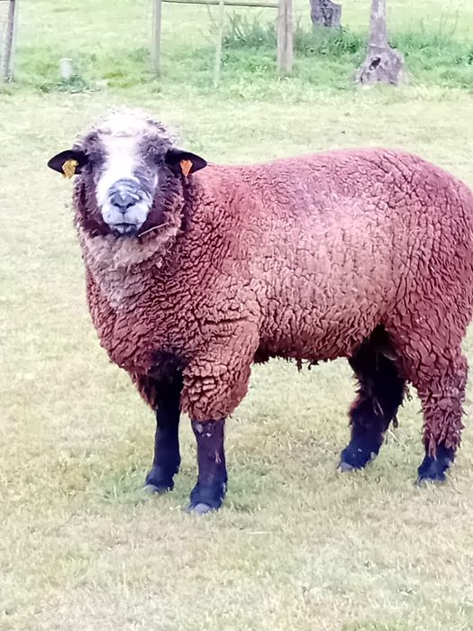 Carneiro P3 puro macho ovino