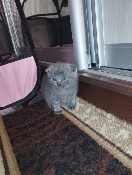 Кошенята британці