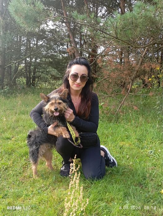 Szorstkowłosy, bystry i żywiołowy terrier Ron