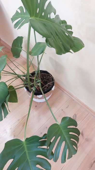 Monstera deliciosa