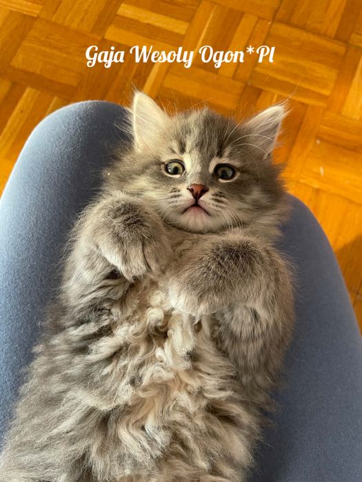 Kotka syberyjska - kocięta syberyjskie Wesoły Ogon*PL