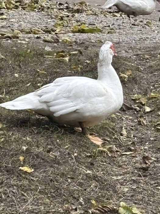 Продам мускусних качок