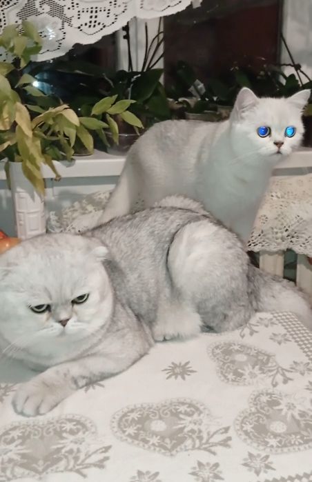 Шикарный котенок  девочка шиншилла