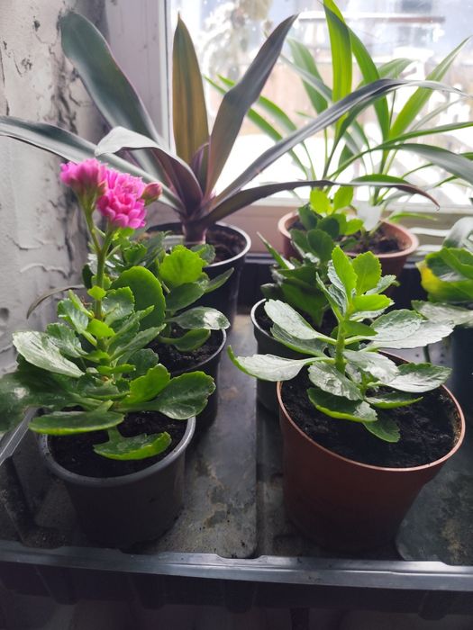 Продам різні вазони , каланхоє вже квітне