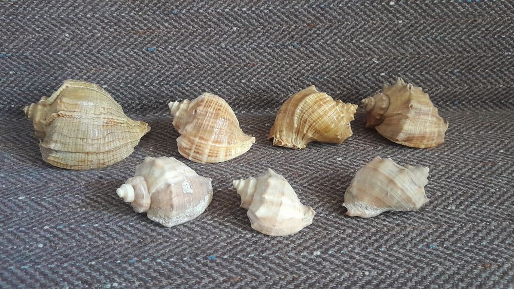 Морские ракушки.