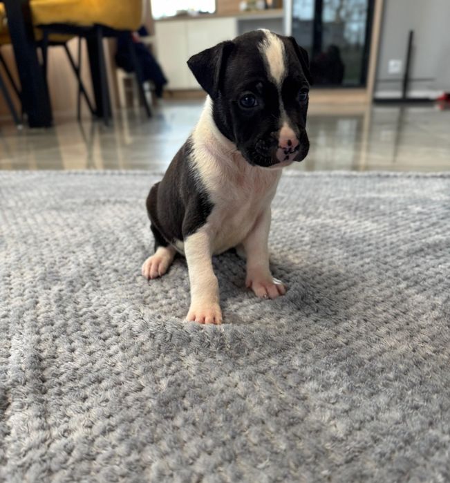 Czarny piesek American Staffordshire Terrier (amstaff)