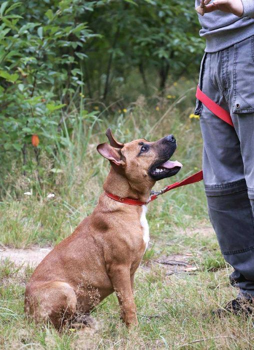 Szczeniak Lui na tropie domu