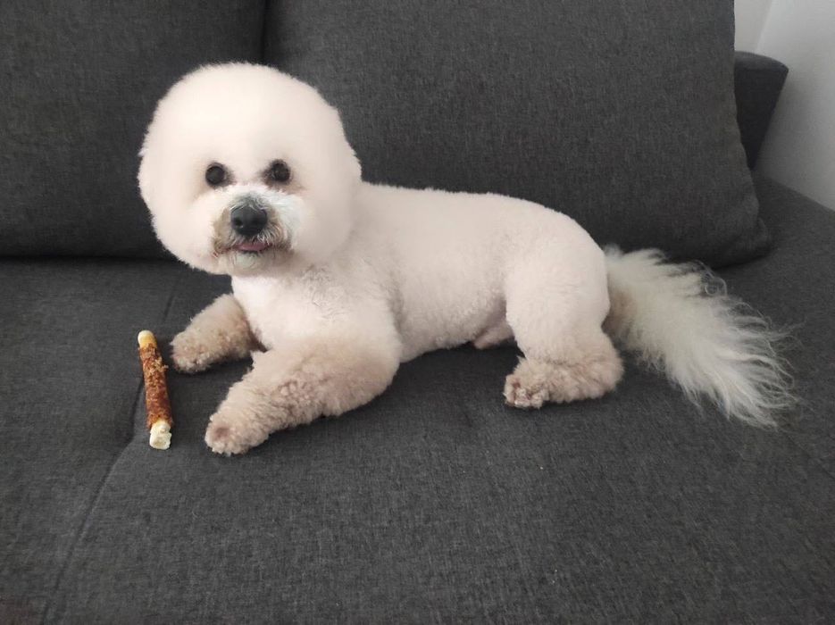 Бишон Фризе Миша ищет невесту