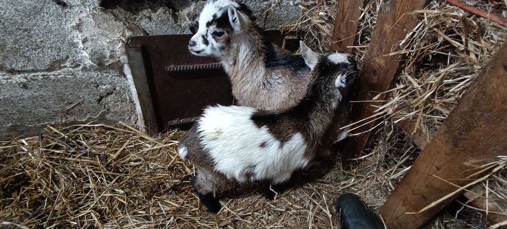 Cabrito anão - nascidos a  25/11/2025