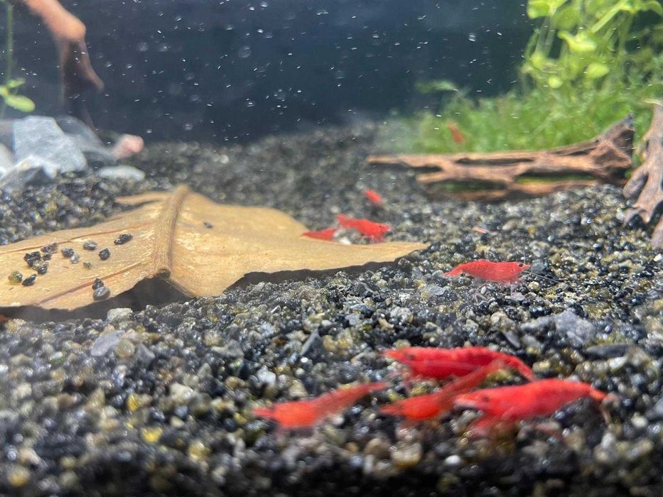 Camarões Neocaridina Red Fire