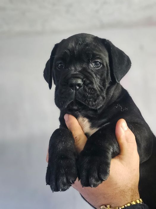 Cane Corso Italiano Zkwp FCI