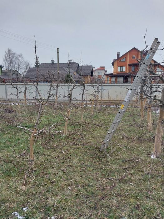 Обрізка дерев обрізка кущів та туй