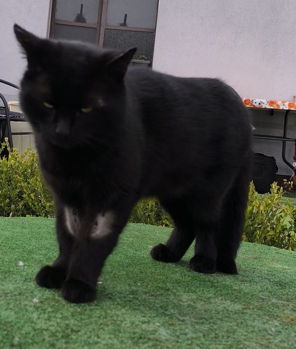 Ten kocurek potrzebuje domku