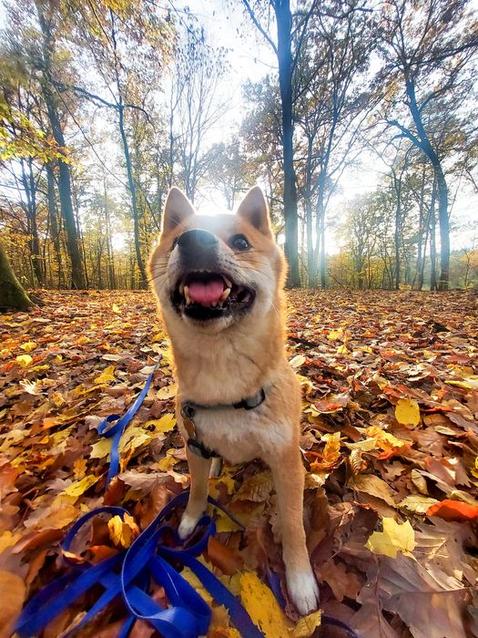 Oddam psa w typie rasy Shiba Inu