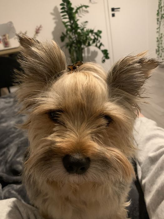 Yorkshire Terrier Sunia*