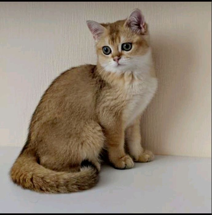 Британська золота шиншила кішечка