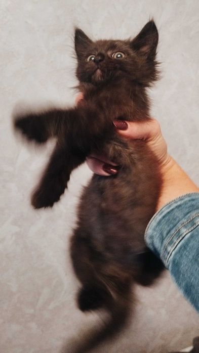 Кошеня шукає дім