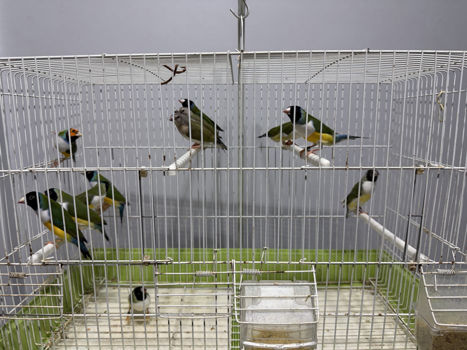 Diamantes Gould