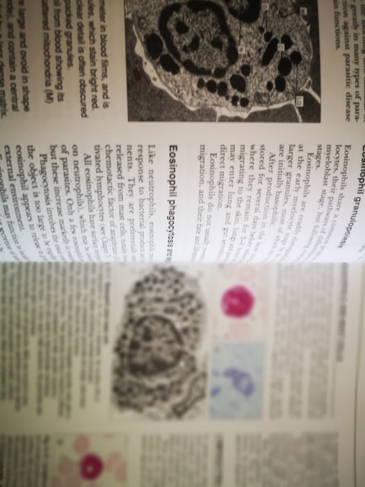 HISTOLOGY.  . Stevens. Lowe