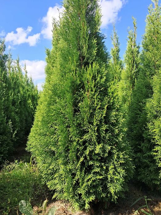 Tuja Szmaragd 140cm GAT 1, Gwar. przyjęcia, Bardzo Gęste, Szkółka, Dowóz