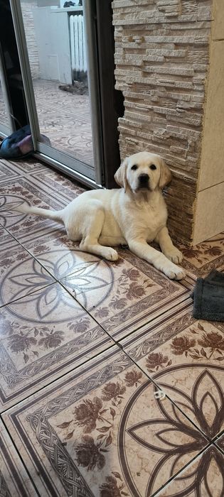 Миша щеночек Лабрадор Ретривер