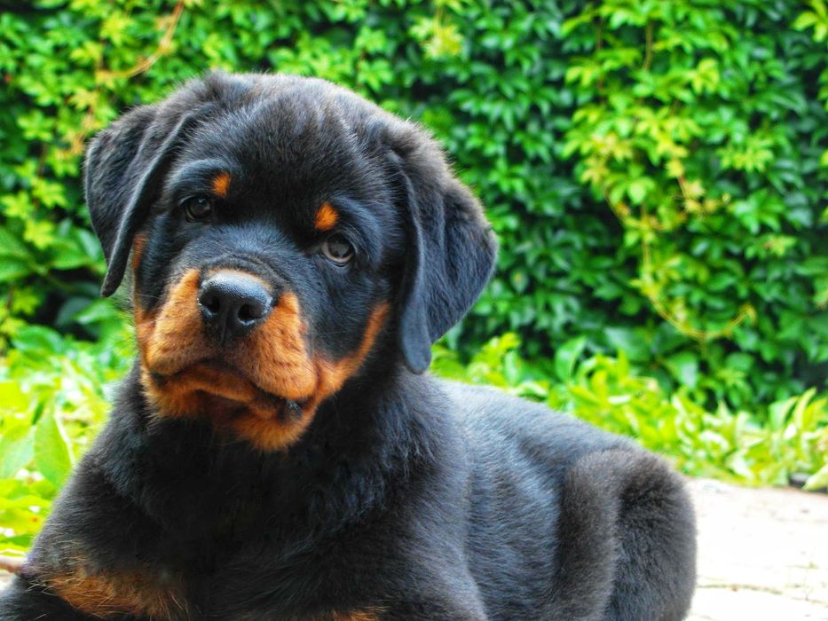 Широкогрудый красавец мощного телосложения!