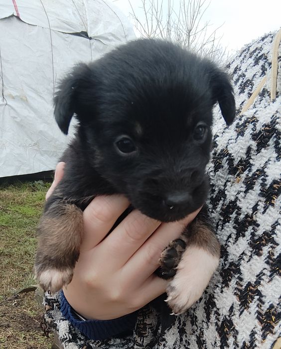 Терміново цуценята шукають дім