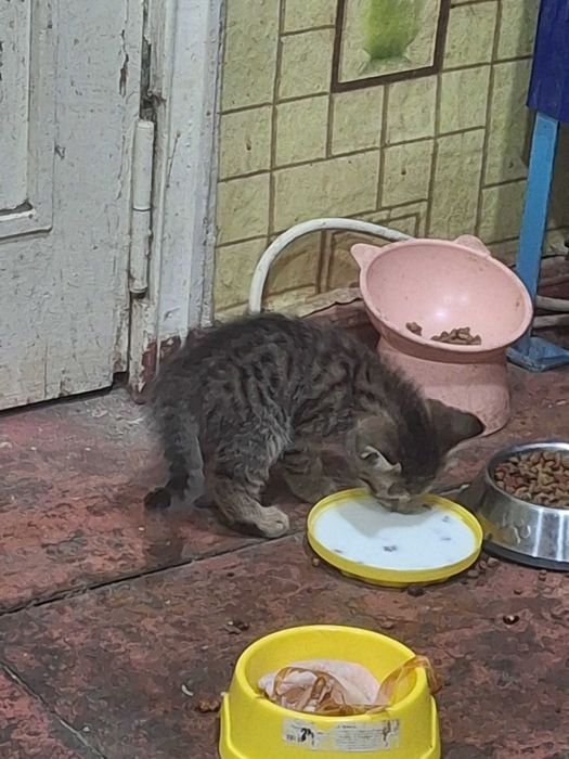 Продаж кошенят ₴₴₴₴₴