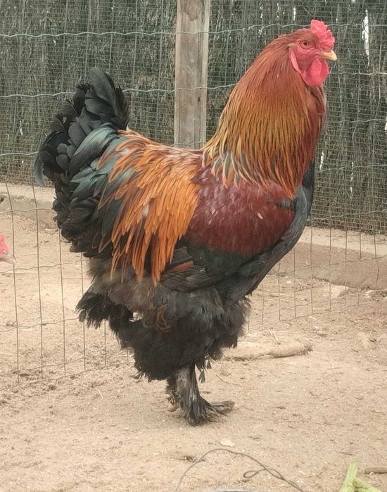 Aves importadas  Brahmas/ Malines/ Sulmtaler/ Músico Kosovo