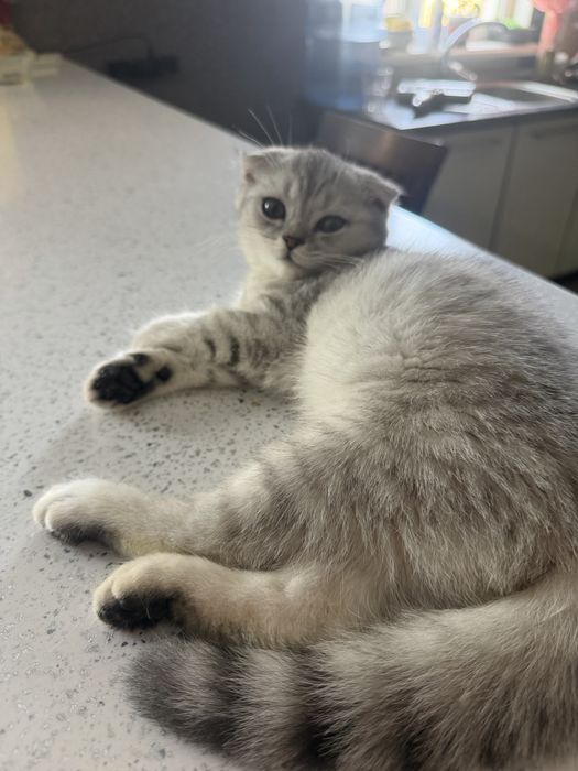 Котик скоттиш страйт+серебряная шиншила
