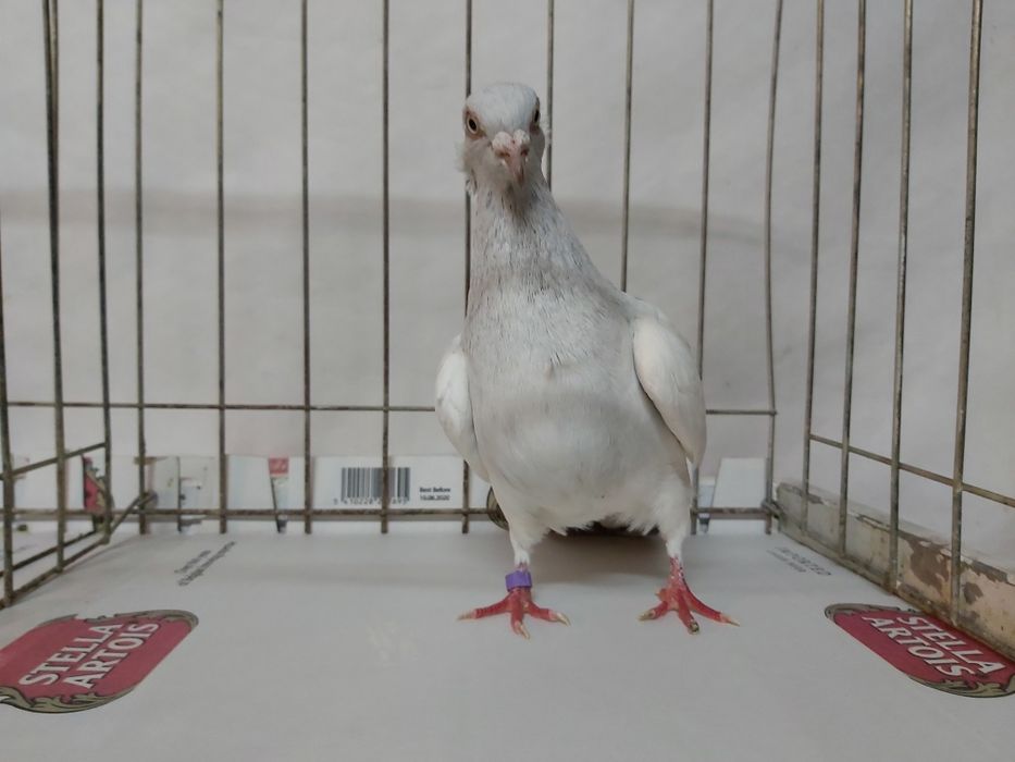 Gołębie Jasne Perłowe