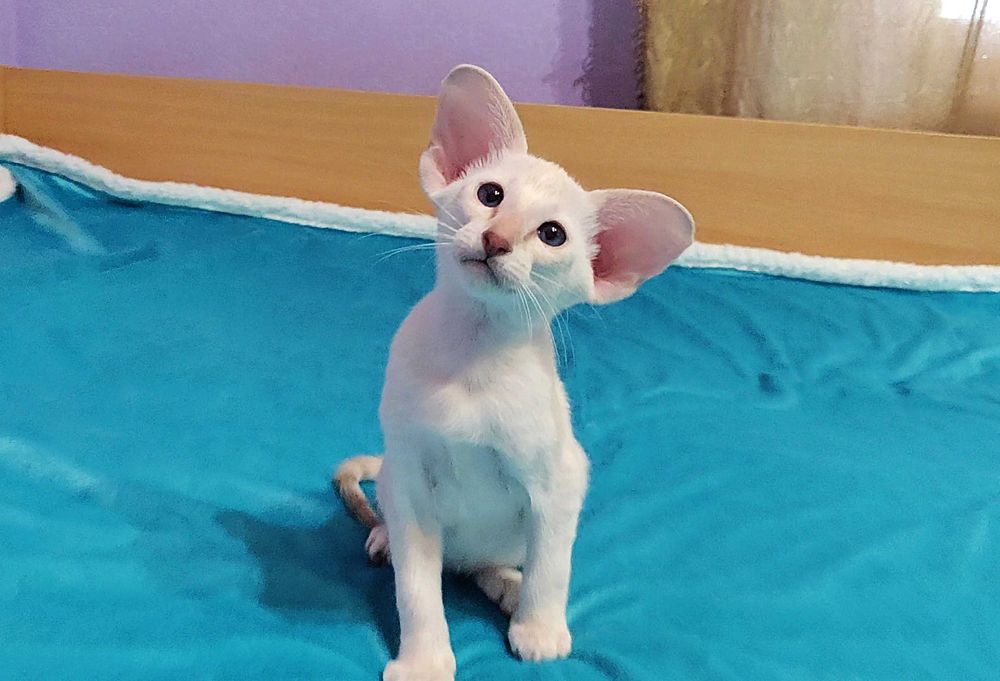 Орієнтали хлопчик Барс та дівчинка Бланш