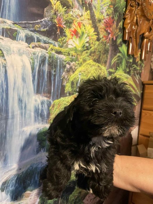 York Black czarny piesek  rodowód