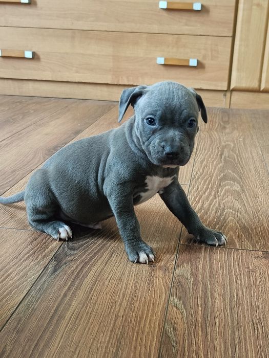 American Staffordshire Terrier Amstaff piesek 2