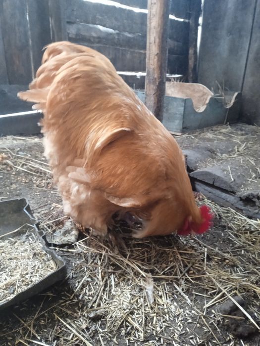 Продам півників кохінхін