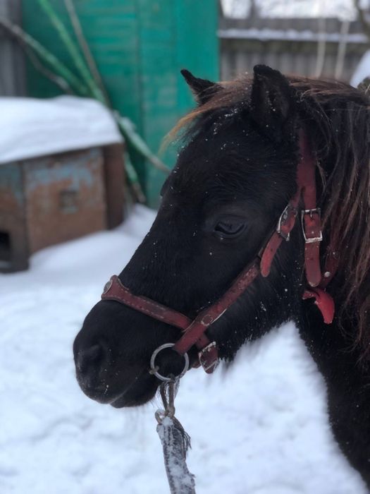 Поні кобилка 8 років