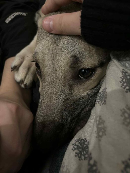 Ares 8miesieczny szczeniak