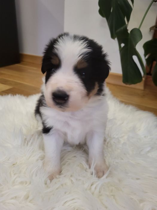 Szczeniak Border collie