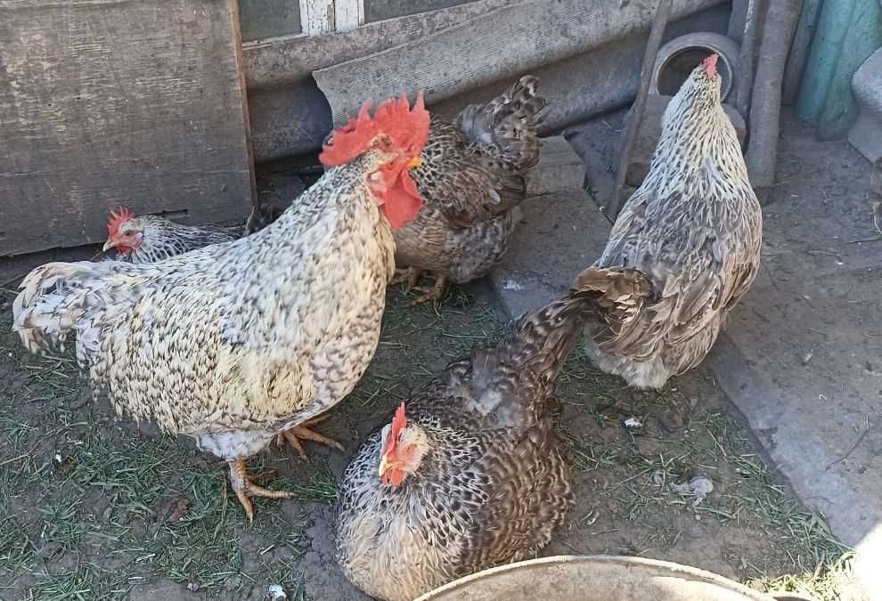 Сім'я курей породи Амераукана Марани Борківська
